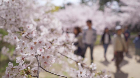 Ritsuringarden Cherry Blossoms