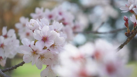 ritsuringarden,Cherry Blossoms