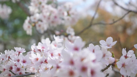 ritsuringarden,Cherry Blossoms -2