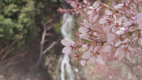ritsuringarden,Cherry Blossoms & waterfall