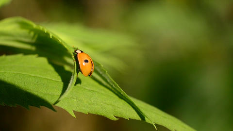 Two-spotted ladybird beetle unfolds and folds its wings