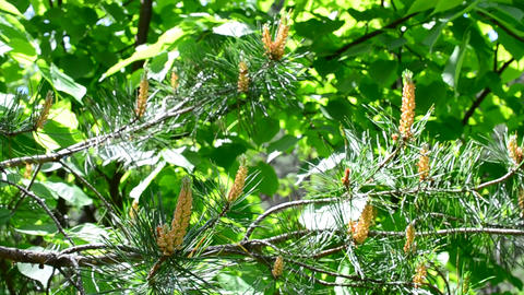 Blossom of lush green pine tree branch blown by breeze