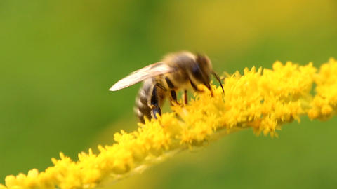 Hard-working bee collects nectar from yellow flowers