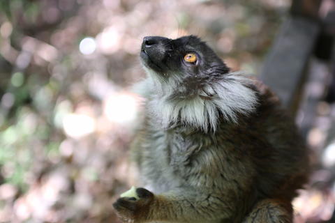 Black lemurs