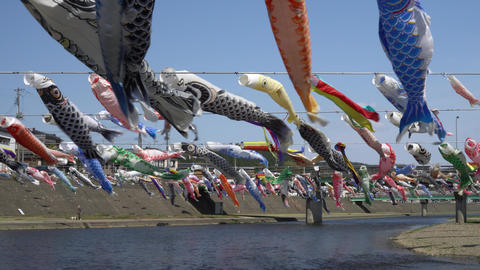鯉のぼりの魚群