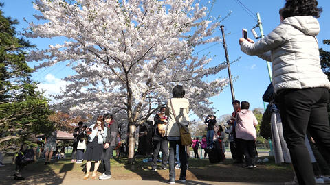 札幌市円山公園の桜