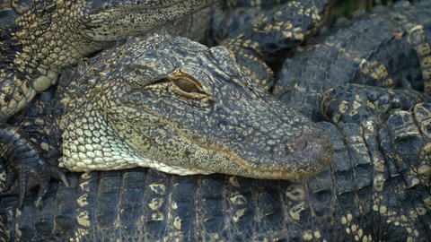 Alligators breeding farm