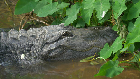 Alligator close up portrait