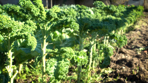 Row of organic kale in a field