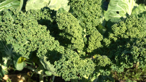 Organic kale growing in a field