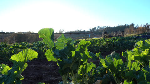 Collard plants growing on a field at the sunset
