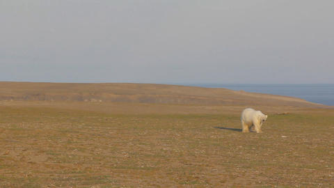 polar bear attacks human. Large polar bear that never saw people approaching