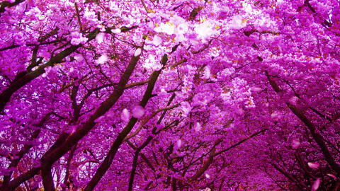 Cherry Blossoms 232565j