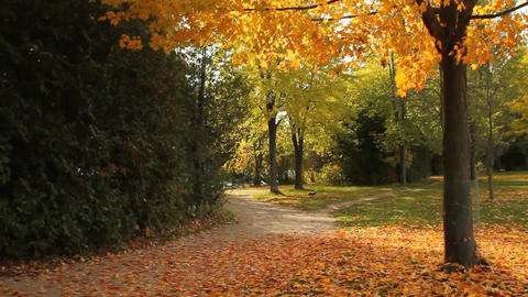 Fallen yellow leaves