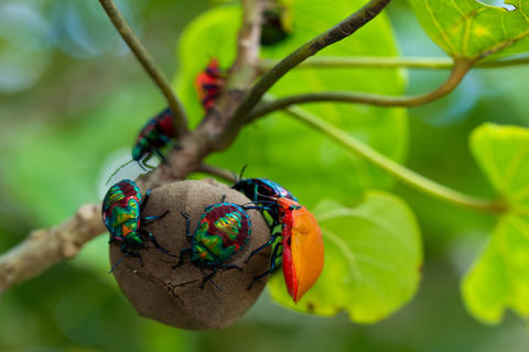 Jewel bug larvas on a tree seed