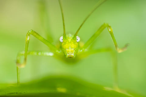 Green katydid close portrait