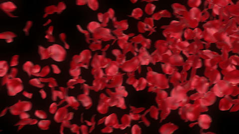 rose petals transition