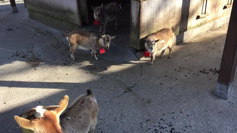 動物園のヤギの群れ