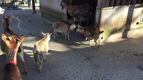 動物園のヤギの群れ