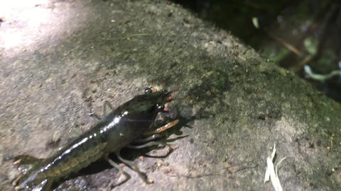 ザリガニが水に飛び込む