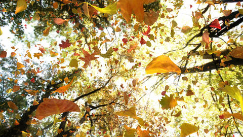 Autumn Leaves From Above - Realistic Atmospheric Video Background Loop