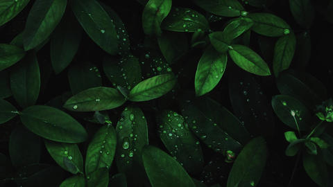 Sliced Blur Transitions - 1