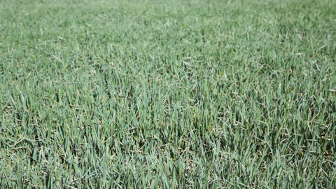 Textured grass background¡