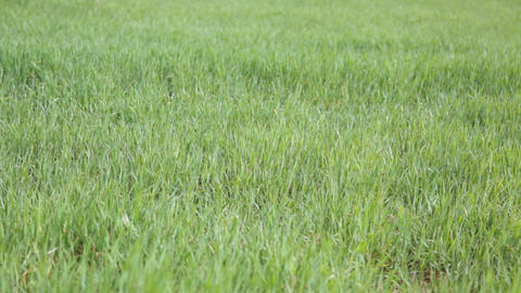 Lawn in nature