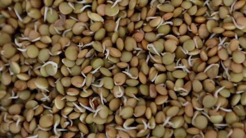 Lentil sprouts