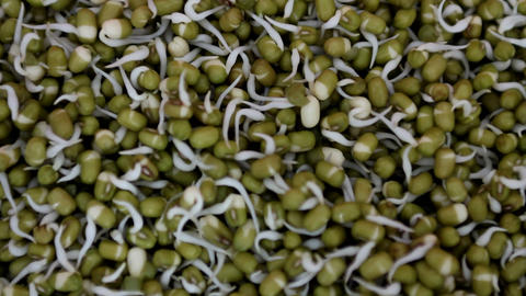 Mung bean sprouts