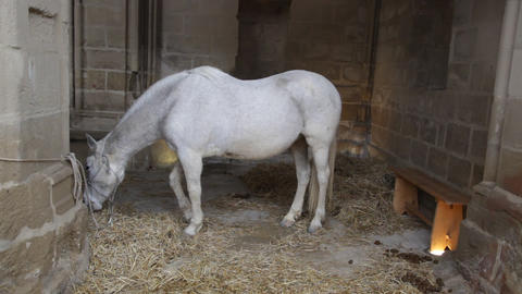 White horse eating