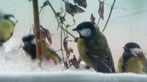 Winter birds 003