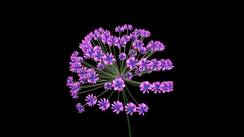 3d Fractal flower blooming. African Lily 3d animation . Purple flower bloom