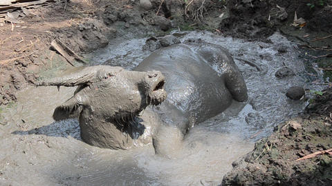 Animal agriculture, Thai dirty buffalo relaxes in mud at amphawa, thailand FHD footage video