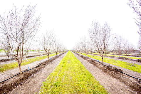 Ag - California Almond Orchard -14