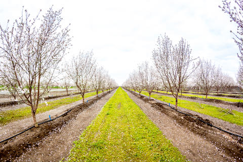 Ag - California Almond Orchard -15