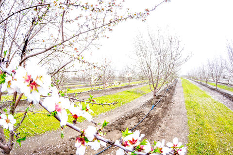 Ag - California Almond Orchard -19