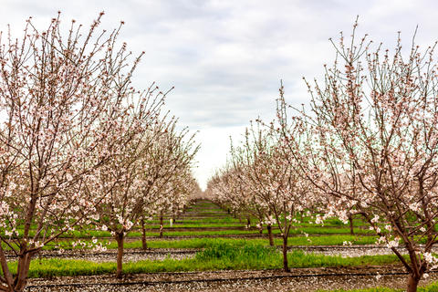 Ag - California Almond Orchard -23