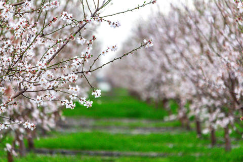 Ag - California Almond Orchard -27