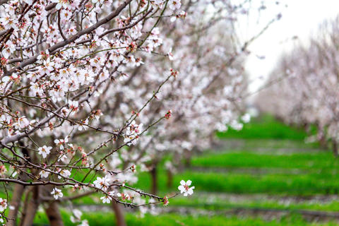 Ag - California Almond Orchard -29