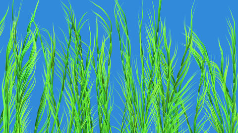 Kelp, sea weed, tall grases. Isolated on Solid blue background . Thin clusters . 3d animation