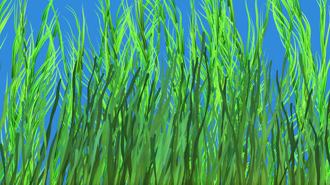 KelpThickKelp, sea weed, tall grases. Isolated on Solid blue background . Dense thick clusters. 3d