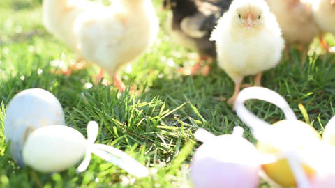 Close up newborn chickens in warm tone and beak on the grass field on green