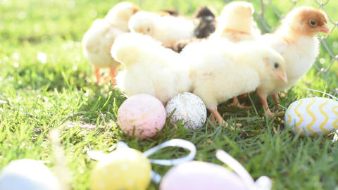 Close up newborn chickens in warm tone and beak on the grass field on green