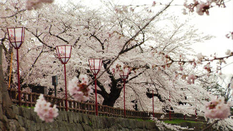 Japan Sakura Trees