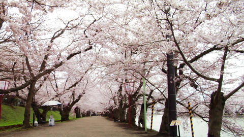 Japan Sakura Street