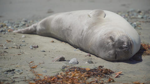 Peaceful elephant seal sleeps on the beach near San Simeon California