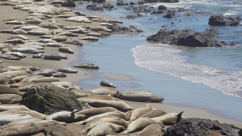 View of enormous colony of Elephant seals near San Simeon California