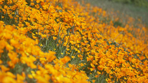 Breeze blows bright orange California poppies