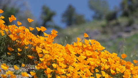 Breeze blows orange California poppies near field of Royal Lupine